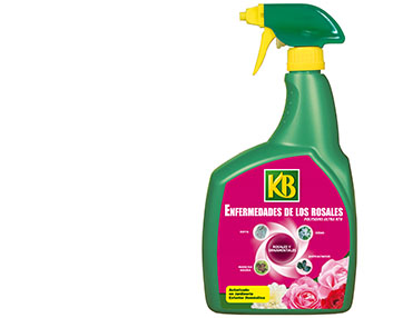 Para combatir los hongos del rosal